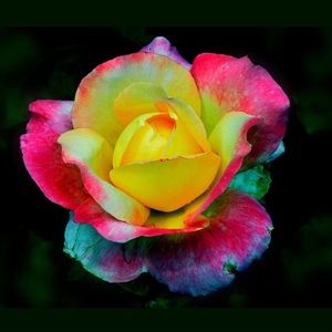 Meet your Posher, Devin